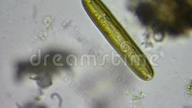 硅藻藻